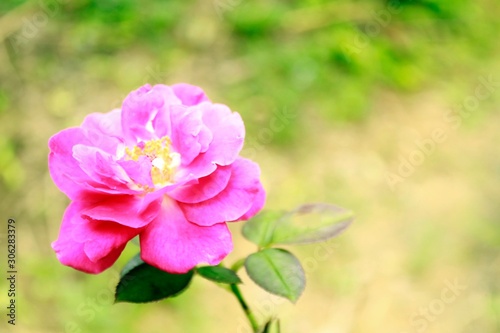 Fototapeta Naklejka Na Ścianę i Meble -  Pink rose