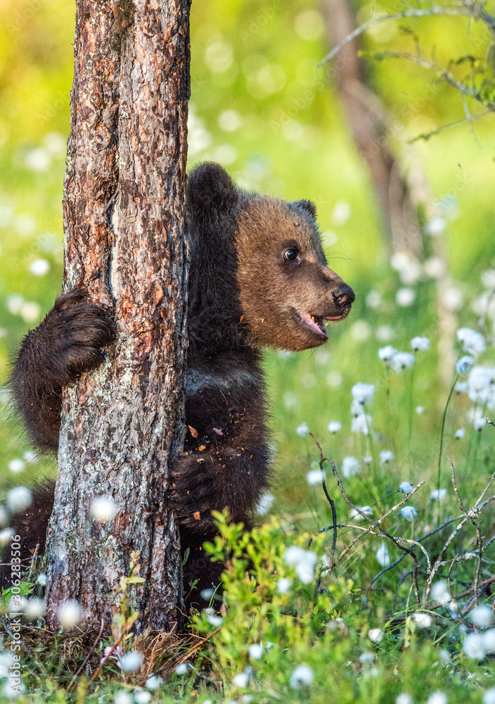 Fototapeta premium Brown bear cub hiding behind a tree in the summer forest among white flowers. Scientific name: Ursus arctos. Natural Background. Natural habitat. Summer season.