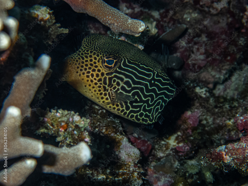 Obraz premium Female solar boxfish (Ostracion solorensis) hiding under a coral