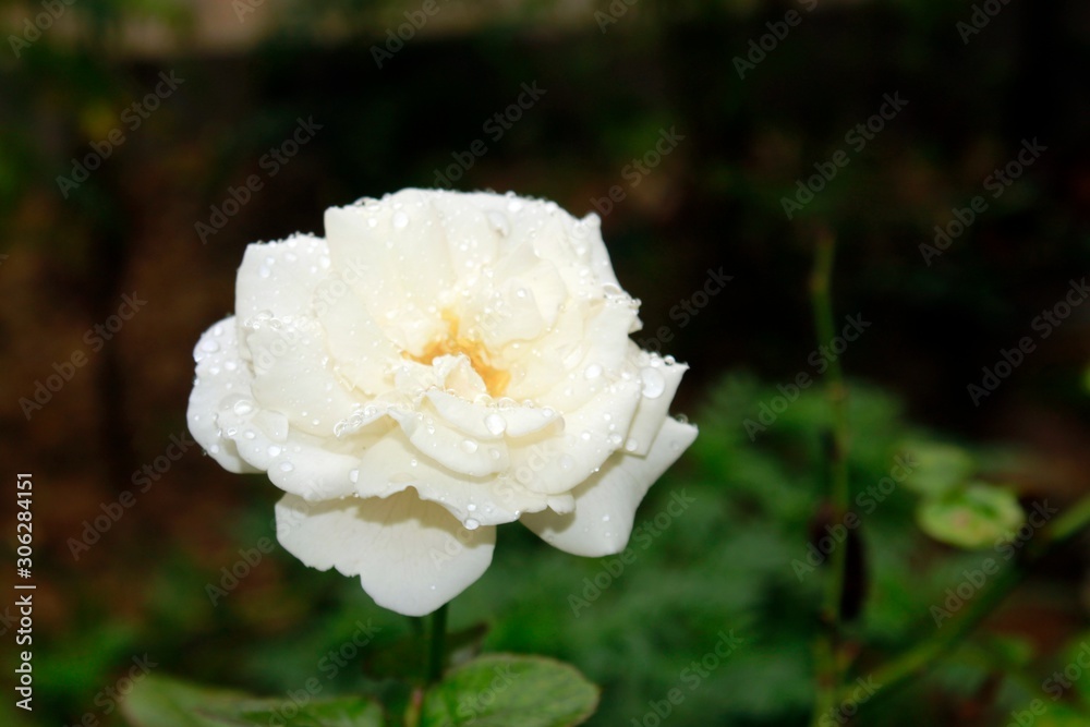 White rose
