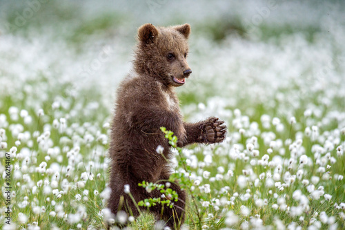 Brown bear cub stands on its hind legs in the summer forest among white flowers. Scientific name: Ursus arctos. Natural Background. Natural habitat. Summer season.
