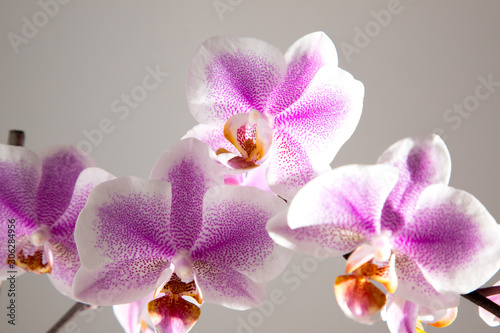 Orquídea Fondo Claro5
