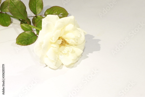 White rose on white background.
