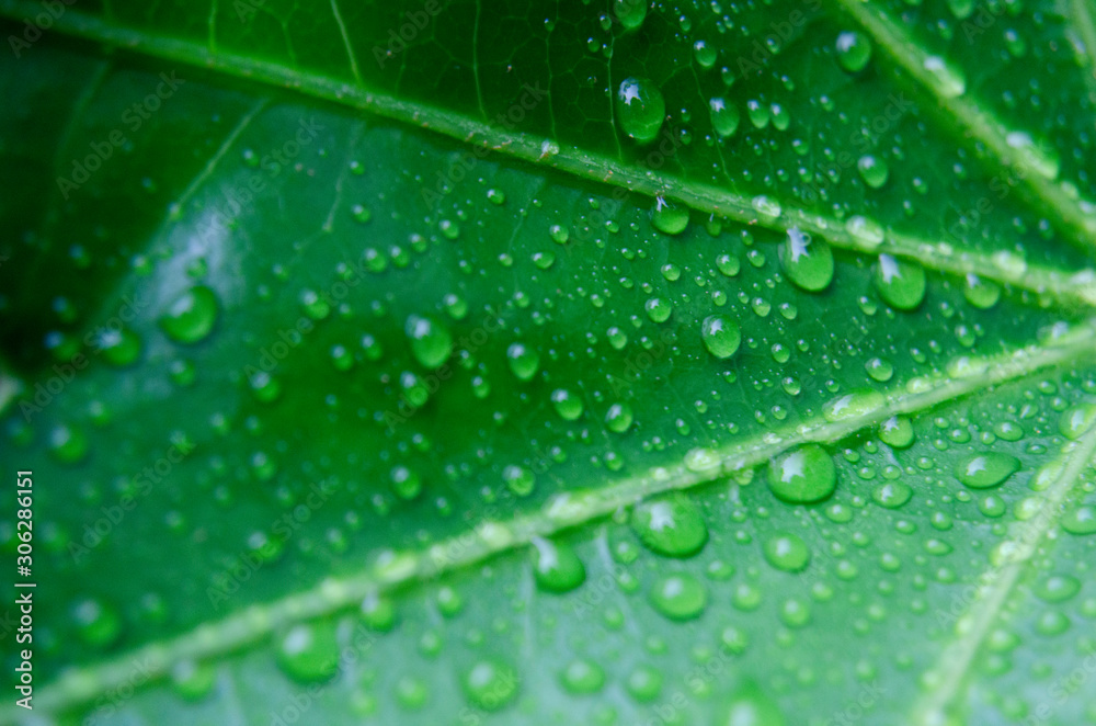 雨に濡れたヤツデ 雨に濡れたヤツデ