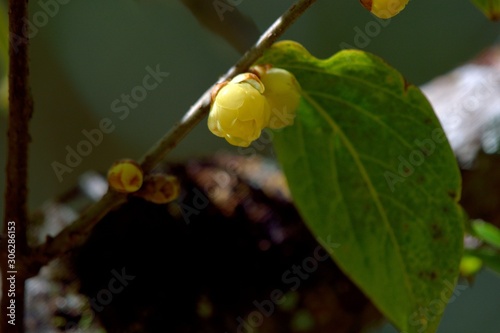 Wax Plum (Chimonanthus praecox) at Wuling Farm, Taiwan photo