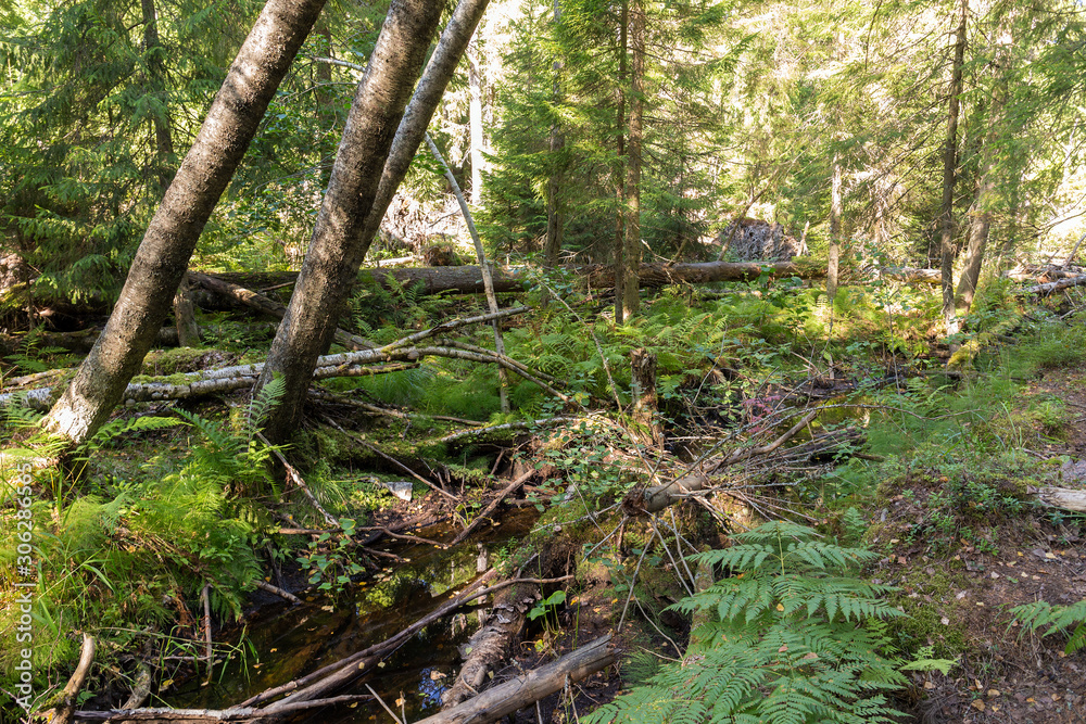 windbreak with fallen trees and a stream in the forest windbreak with fallen trees and a stream in the forest