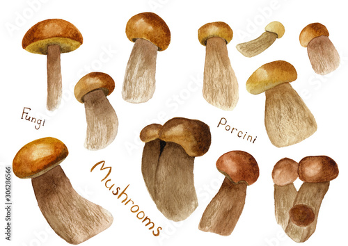 Set of watercolor porcini mushrooms isolated on white background. Hand drawn illustration of edible porcino mushroom. Summer, autumn forest harvesting. Healthy eating concept. Kitchen textile template