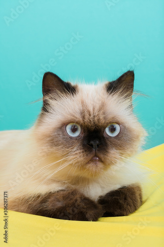 Coco the Persian cat © Gerald