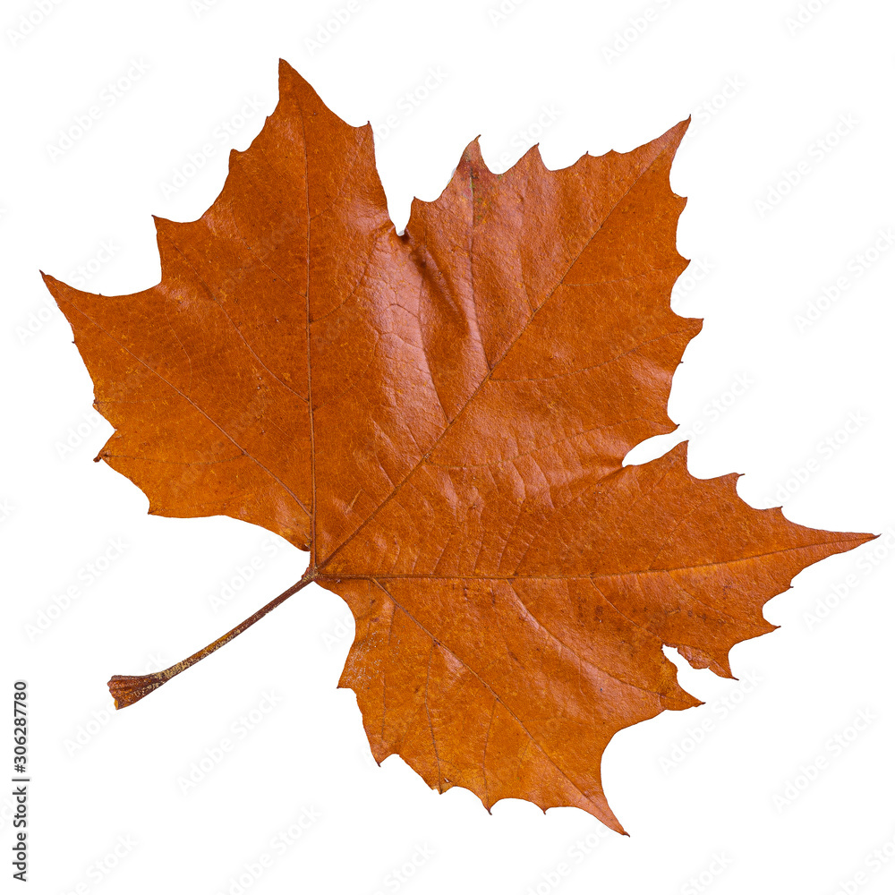Obraz premium Closeup photo of autumn natural autumn foliage. The leaves are insulated and suitable for background and composition.