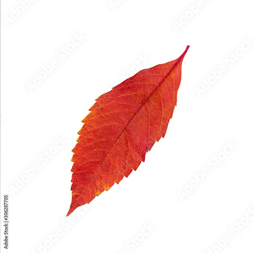 Closeup photo of autumn natural autumn foliage. The leaves are insulated and suitable for background and composition.