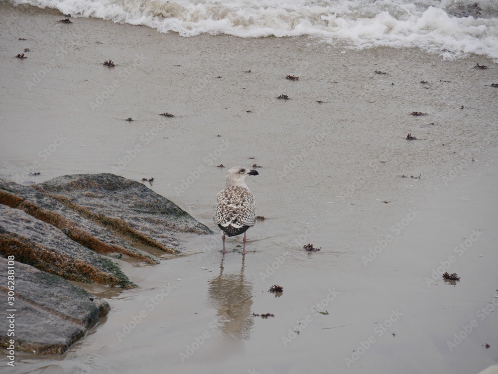 Wide shot of the back view of a bird wading in the beach at low tide Wide shot of the back view of a bird wading in the beach at low tide