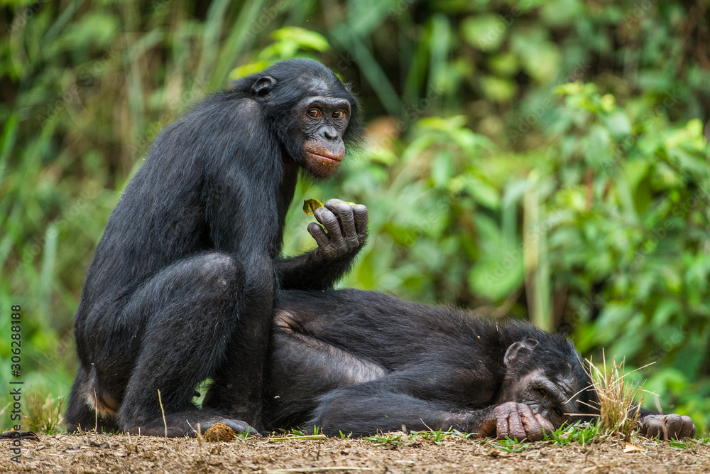Bonobos mating. The bonobo ( Pan paniscus), formerly called the pygmy chimpanzee and less often, the dwarf or gracile chimpanzee. Natural habitat. Democratic Republic of Congo. Africa Bonobos mating. The bonobo ( Pan paniscus), formerly called the pygmy chimpanzee and less often, the dwarf or gracile chimpanzee. Natural habitat. Democratic Republic of Congo. Africa