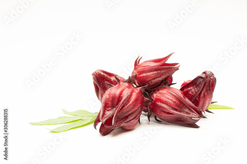 Rosella, Jamaican Sorel, Kharkade (Hibiscus sabdariffa Linn.) isolated in white background. photo