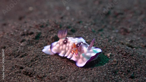 A sea slug — Lumpy Nudibranch — Goniobranchus hintuanensis + Zenopontonia rex photo