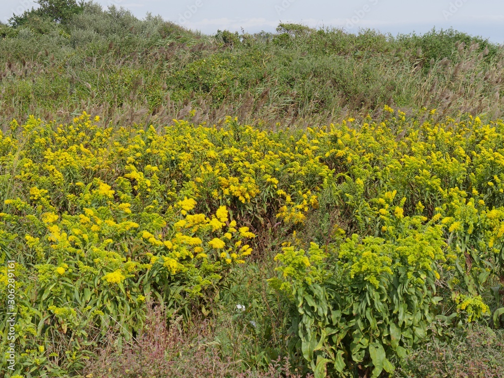 Slope covered with yellow flowers on a windy day