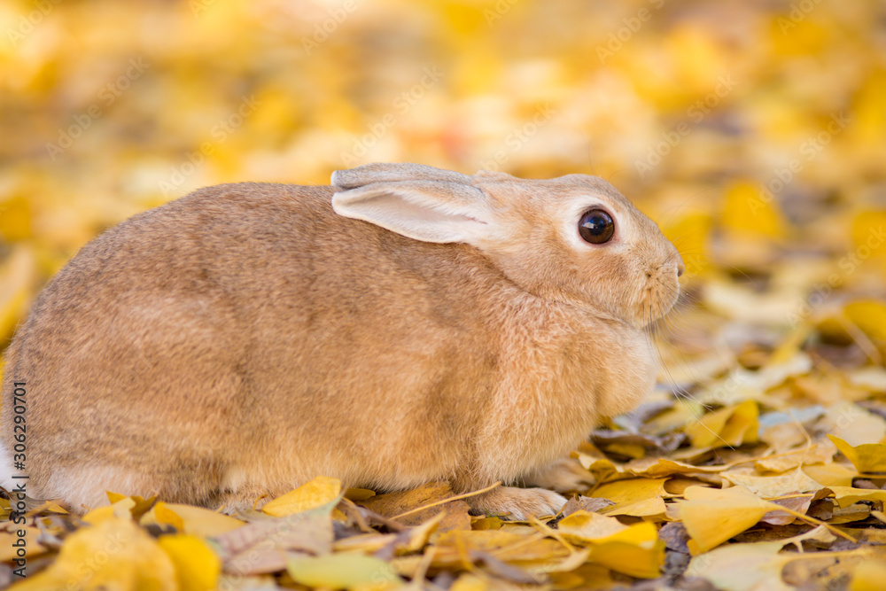 秋の公園にいる可愛いウサギと銀杏の葉っぱ Stock Photo Adobe Stock