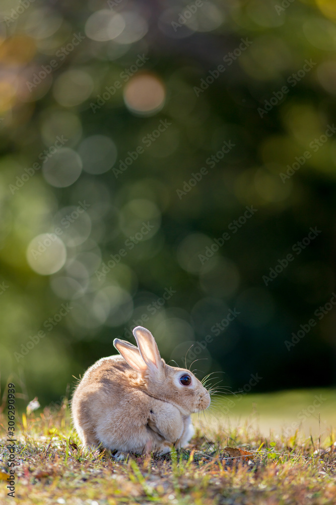 Fototapeta premium 秋の公園にいる可愛いウサギ