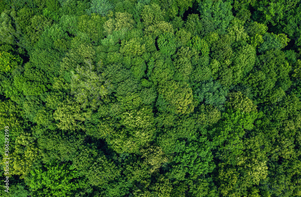 forest aerial view
