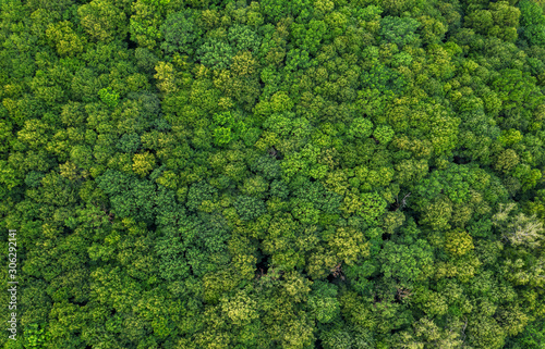 aerial view of green trees © Alex