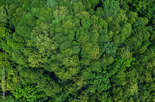 forest aerial view © Alex