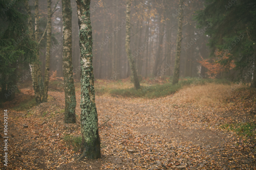 Mist and golden leaves in Beskydy mountains