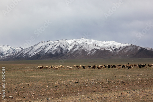 Sheep in the grassland of Mongolia © vladimir kondrachov