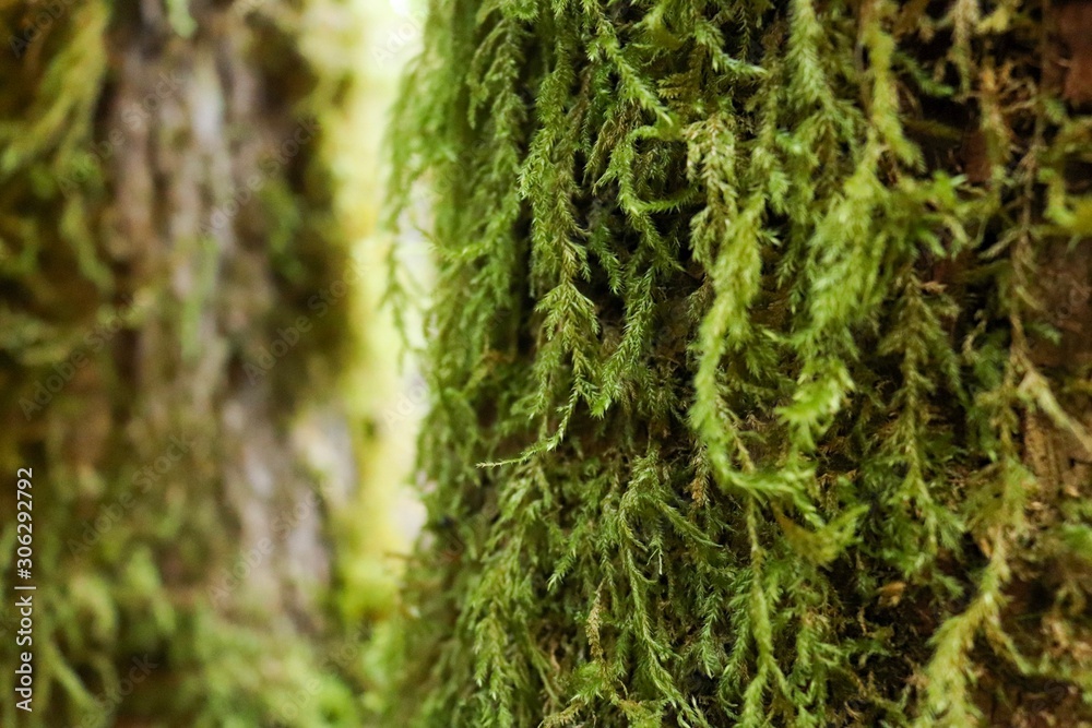 moss on tree