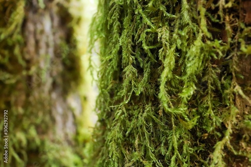 moss on tree © christopher