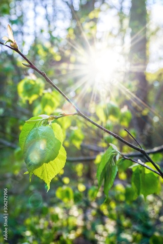 tree branch with young leaves illuminated by sunlight  spring day  the sun shines brightly
