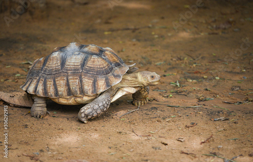 African spurred tortoise / Close up turtle walking