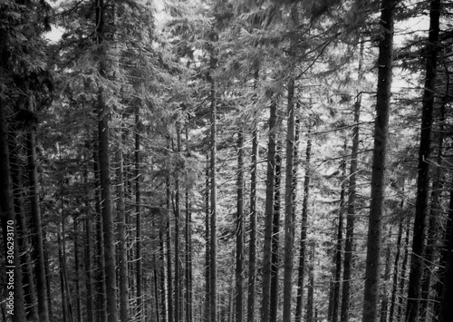 Spring hike in Jeseniky mountains, last fields of snow and no people up there, BW film