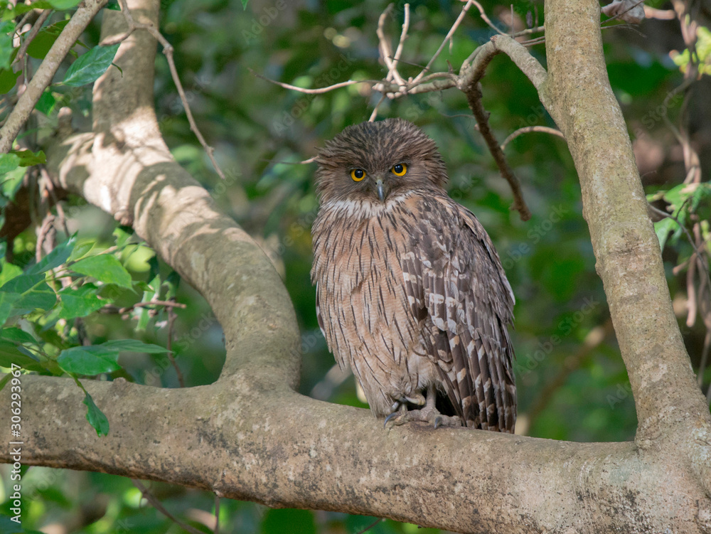 Brown fish owl, Ketupa zeylonensis, Jim Corbett National Park, Nainital, Uttarakhand, India Brown fish owl, Ketupa zeylonensis, Jim Corbett National Park, Nainital, Uttarakhand, India