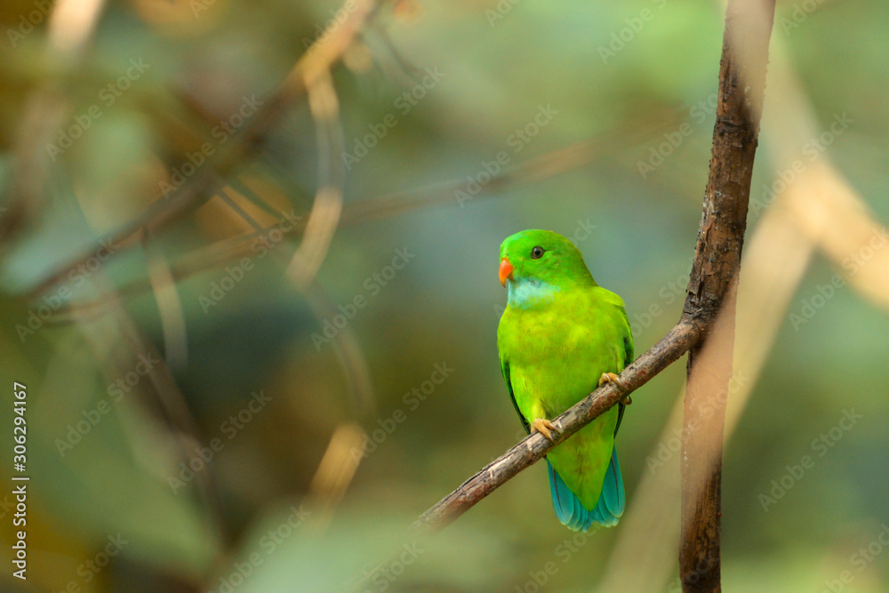 Vernal hanging parakeet on branch,  Loriculus vernalis, Dandeli, Karnataka, India