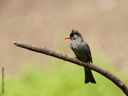 Black bulbul, Hypsipetes leucocephalus, Sattal, Dandeli, Karnataka, India photo