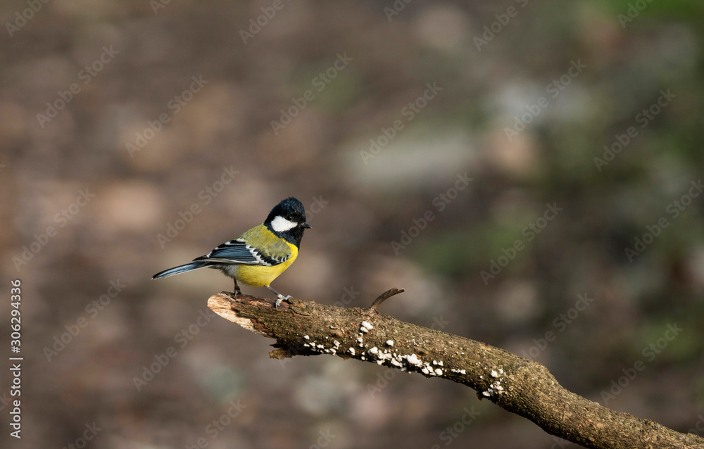 Fototapeta premium Green-backed tit, Parus monticolus, Sattal, Nainital district in Uttarakhand, India