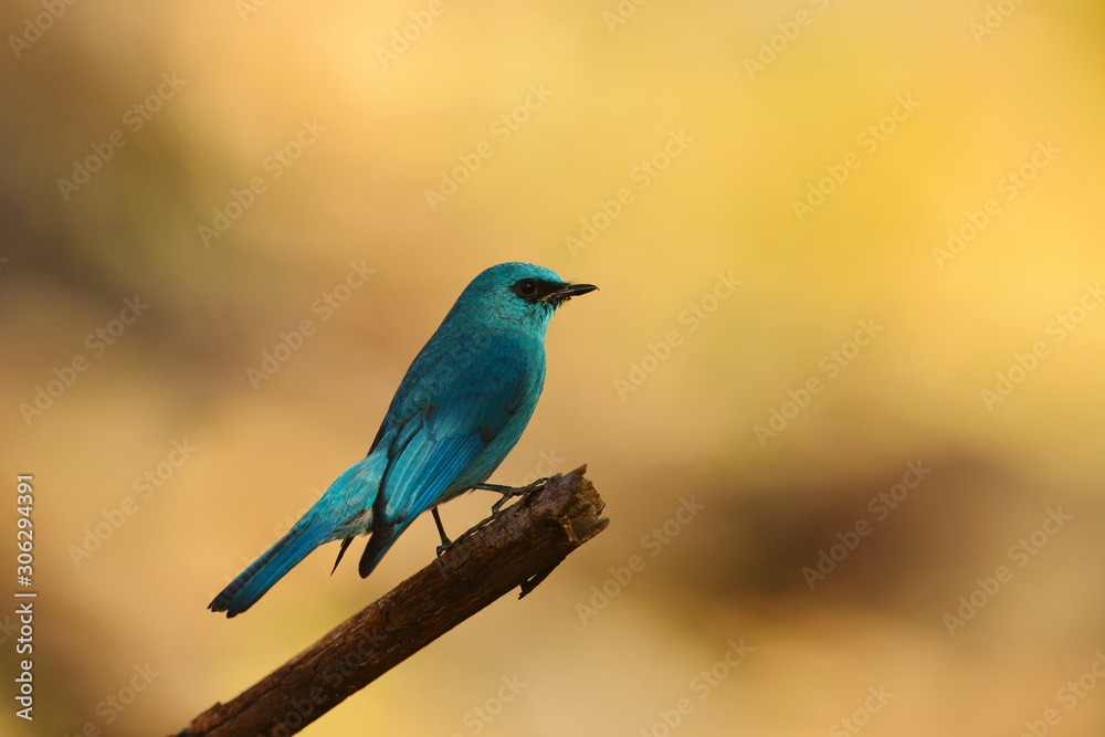 Verditer flycatcher, Eumyias thalassinus, Sattal, Nainital district, Uttarakhand, India