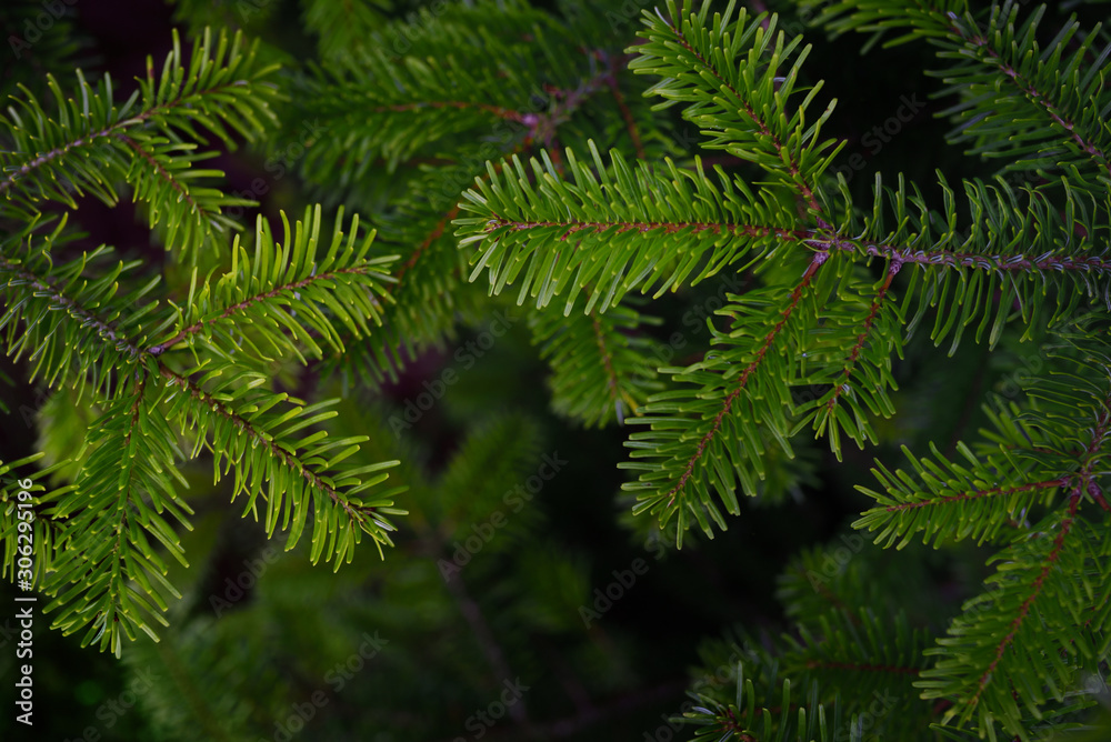 Closeup of the branch of a green conifer with fresh needles in front of dark background with text field