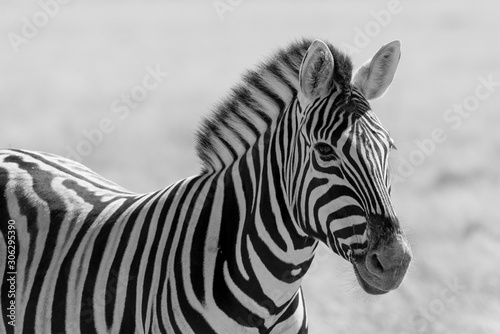 A black and white zebra  of course