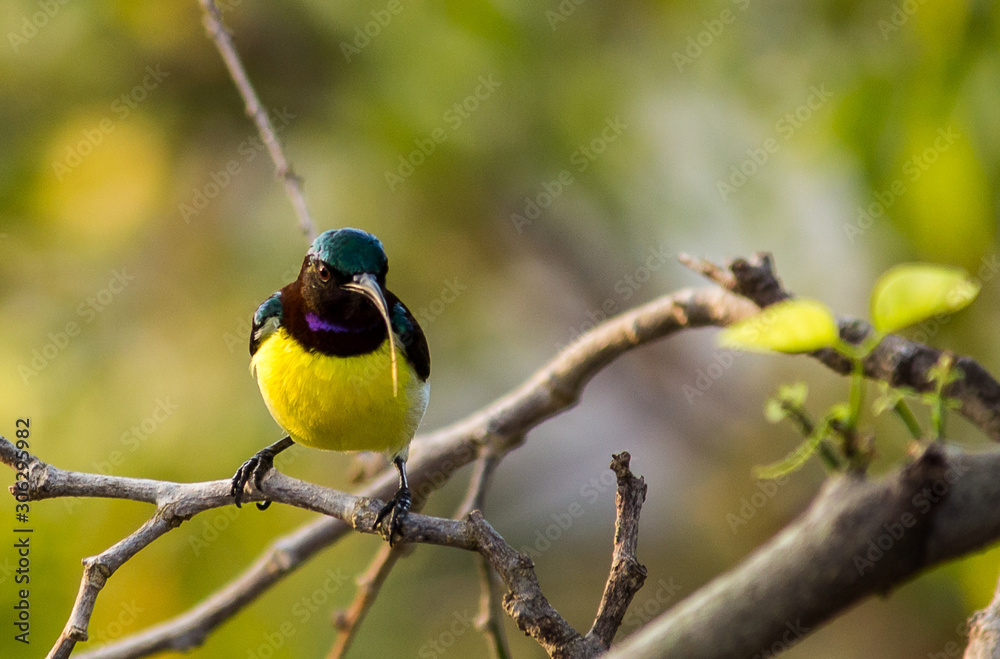 Fototapeta premium Portrait of a Bird