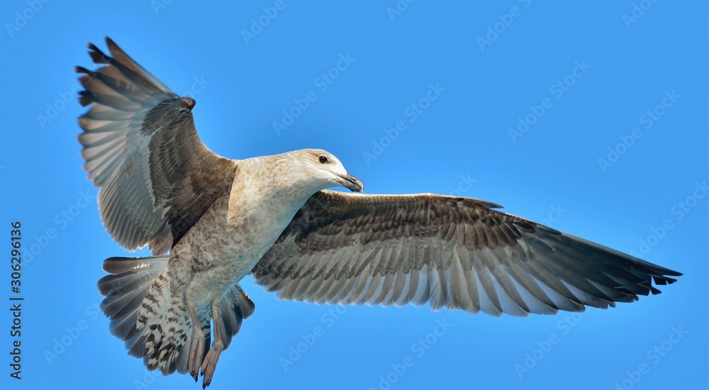 Obraz premium Flying Juvenile Kelp gull (Larus dominicanus), also known as the Dominican gull and Black Backed Kelp Gull. Blue sky background. False Bay, South Africa