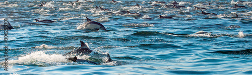 Dolphins, swimming in the ocean and hunting for fish. Dolphins swim and jumping from the water. The Long-beaked common dolphin (scientific name: Delphinus capensis) in atlantic ocean.