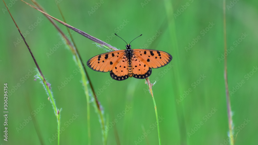 butterfly on leaf. Wallpaper. Stock Photo | Adobe Stock