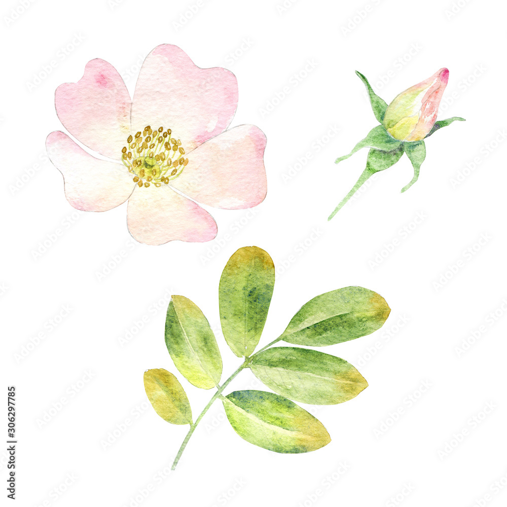 Watercolor rosehip set isolated on white. Watercolor rosehip set isolated on white.