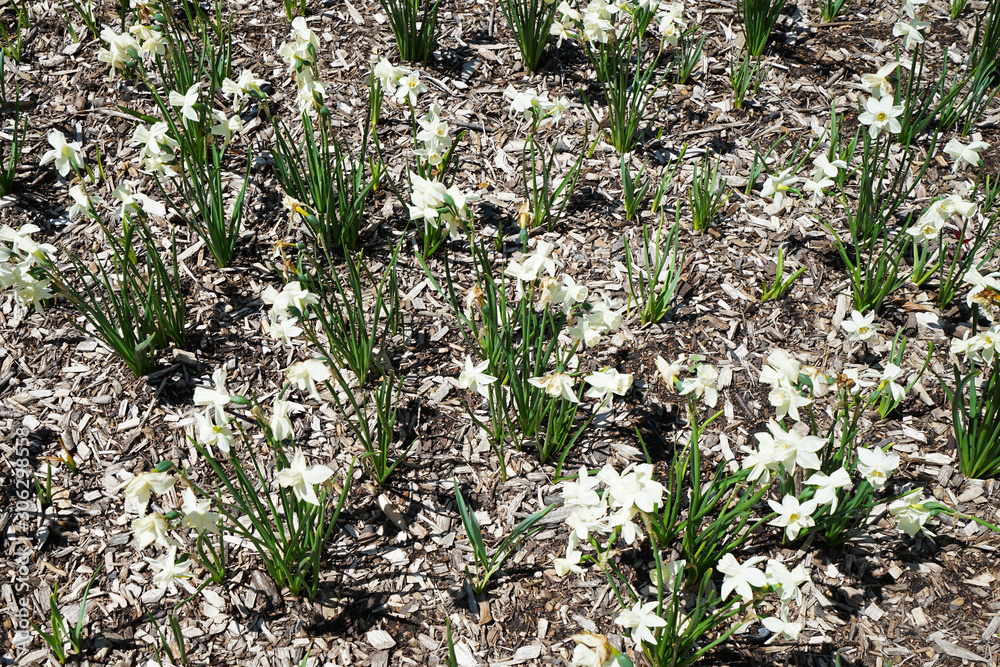 Close up 'Jonquilla daffodils' flower plant park Close up 'Jonquilla daffodils' flower plant park
