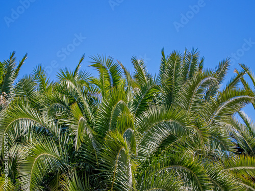 palm tree leaves texture  palm grove