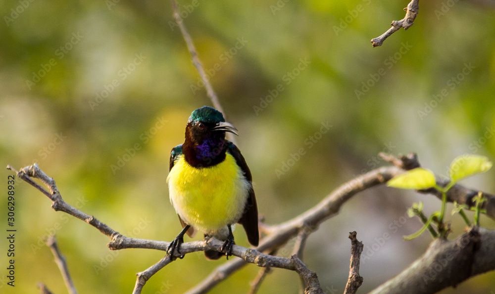 Portrait of a Bird Portrait of a Bird