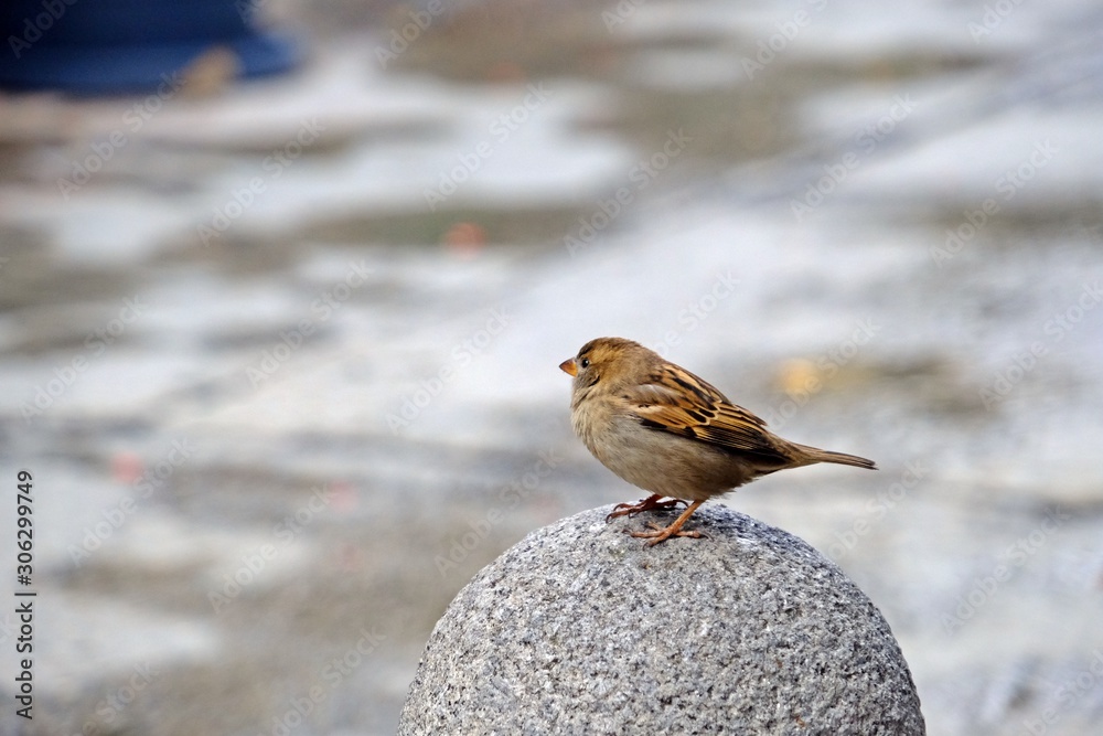 Sparrow bird stands on stone pole with blurred background. Sparrow bird stands on stone pole with blurred background.