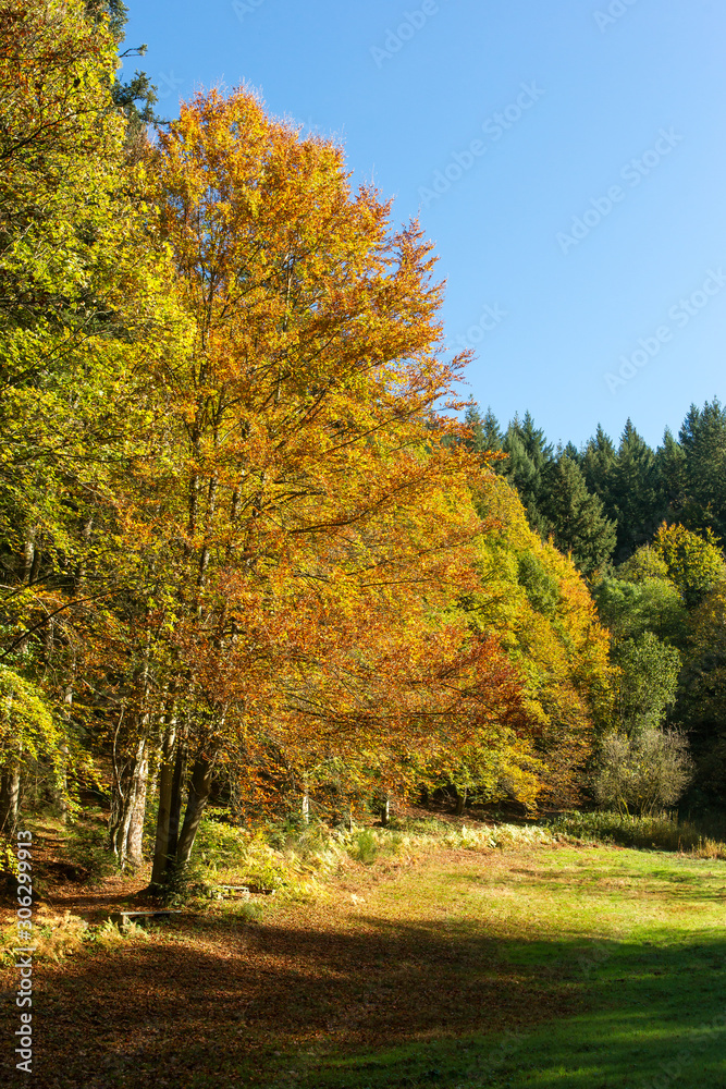 Naklejka premium Herbstfarben im Nordschwarzwald