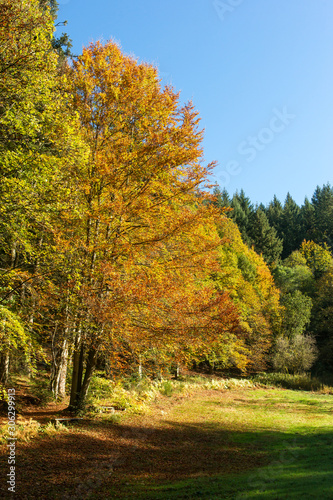 Herbstfarben im Nordschwarzwald
