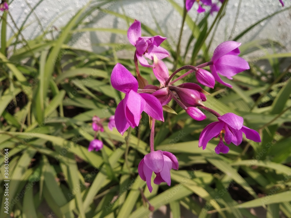 purple color flowers on my garden area purple color flowers on my garden area